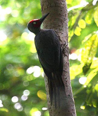 Ashy Woodpecker