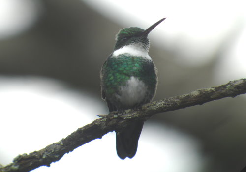 White-throated Hummingbird