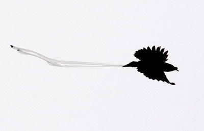 Ribbon-tailed Astrapia