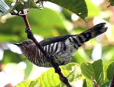 Rufous-throated Cuckoo