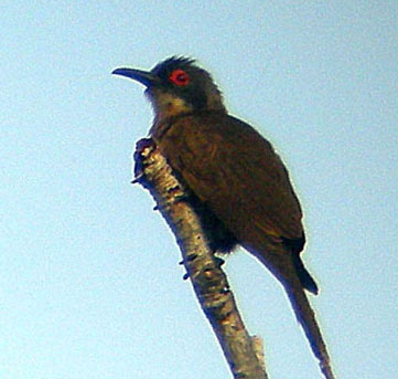 Long-billed Cuckoo