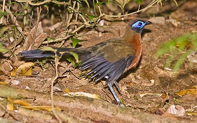 Red-breasted Coua