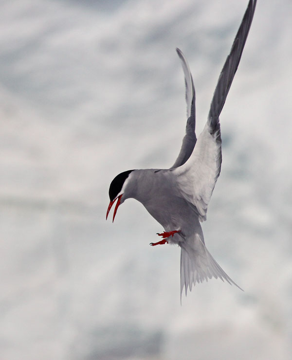 Antarctic Tern