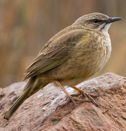 African Rock Pipit