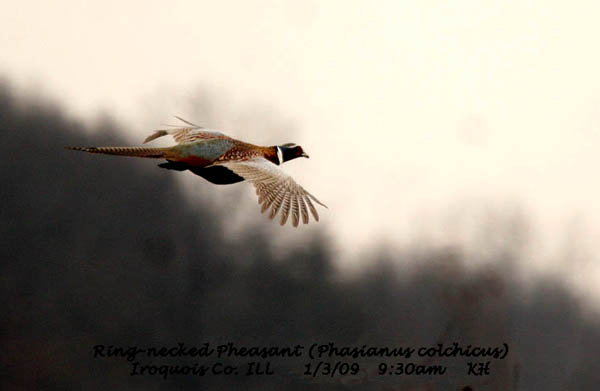 Flight of Ring-necked Pheasant
