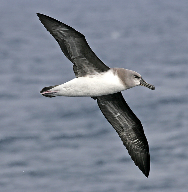 gri başlı albatros hakkında bilgi