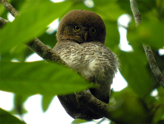 'malabaricum' jungle owlet