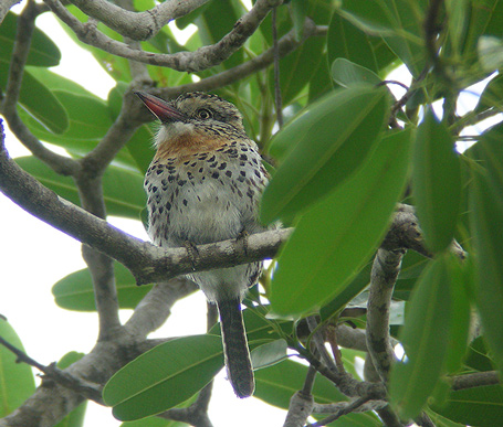 Spot-backed Puffbird