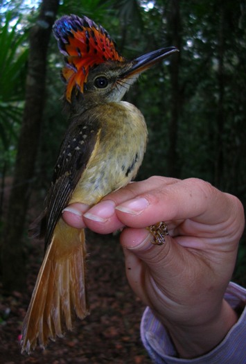 Royal flycatcher (Onychorhynchus mexicanus)