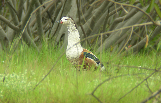 Orinoco Goose