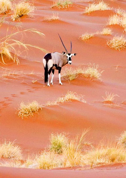 Gemsbok