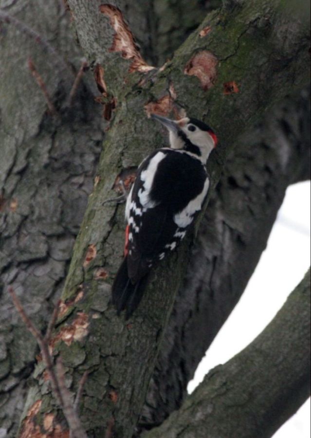 Syrian Woodpecker, ad male