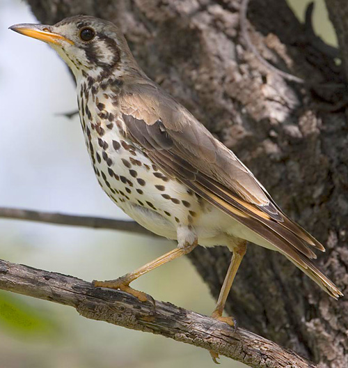 Goundscraper Thrush