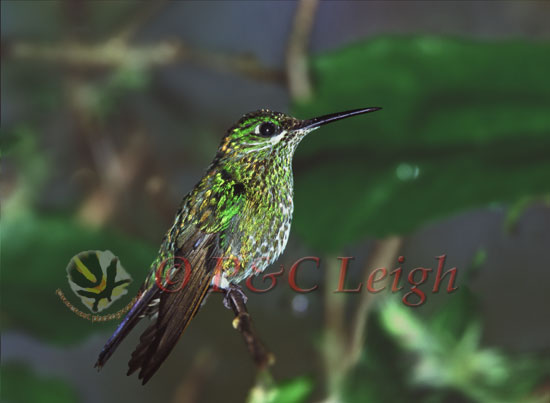 Green-crowned Brilliant - female