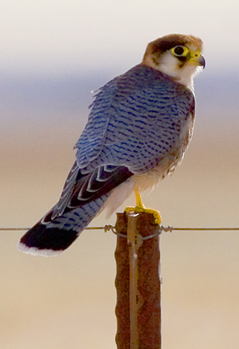 Red-necked Falcon