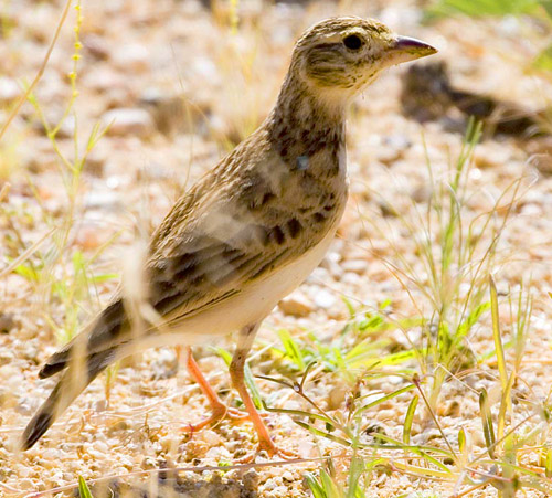 Stark's Lark