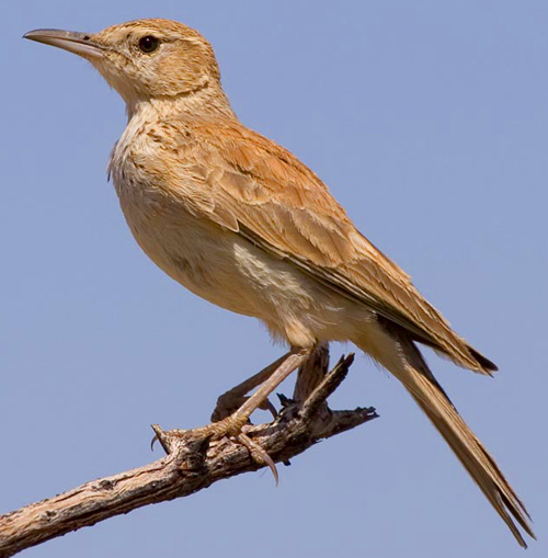 Benguela Long-billed Lark