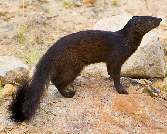 Black Mongoose