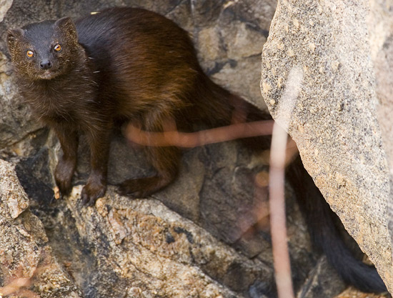 Black Mongoose