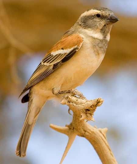 Cape Sparrow