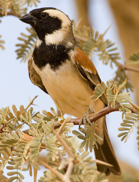 Cape Sparrow