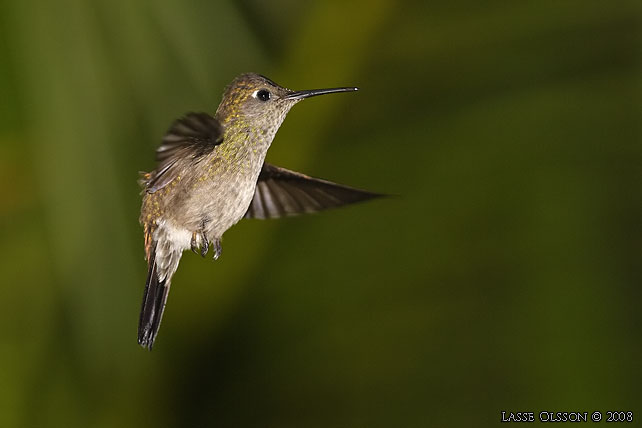 Sombre Hummingbird (Aphantochroa cirrhochloris)