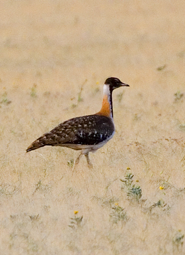 Ludwig's Bustard