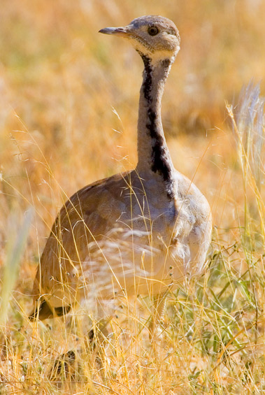 Ruppell's Korhaan