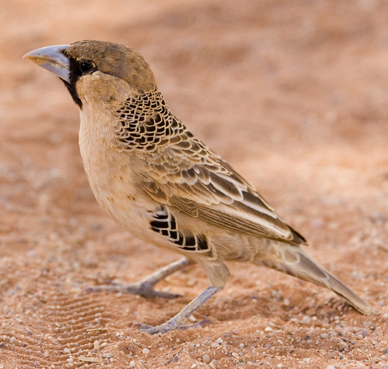 Sociable Weaver