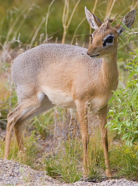 Damara Dik-Dik