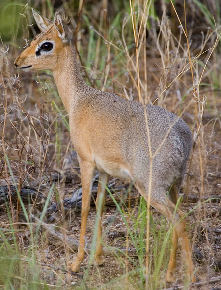 Damara Dik-Dik