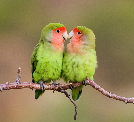 Rosy-faced Lovebird