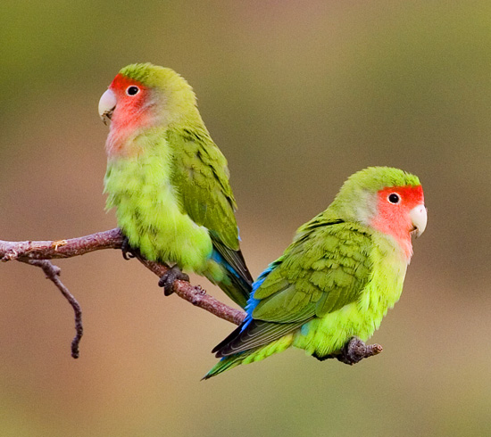 Rosy-faced Lovebird