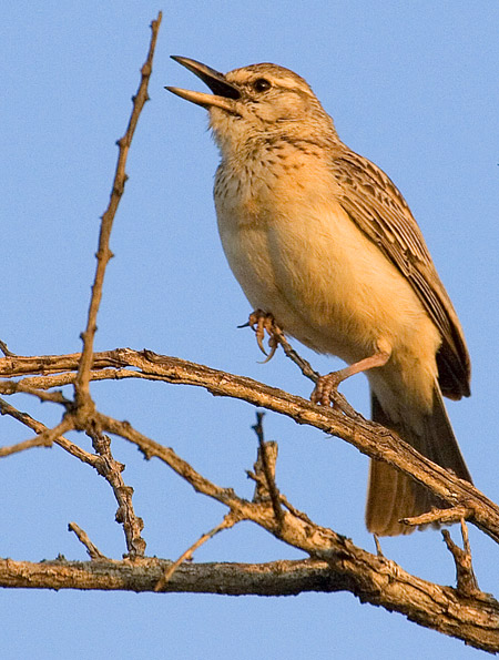 Bradfield's Lark