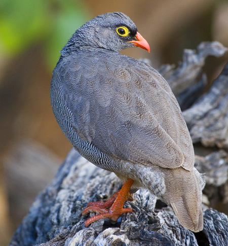 Red-billed Francolin