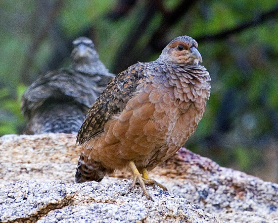 Hartlaub's Francolin