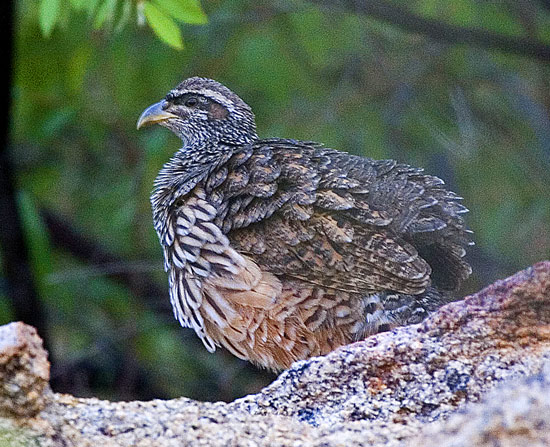 Hartlaub's Francolin