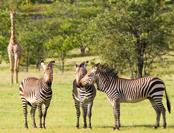 Hartmann's Mountain Zebra