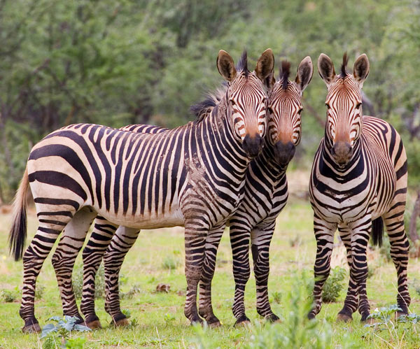 Hartmann's Mountain Zebra