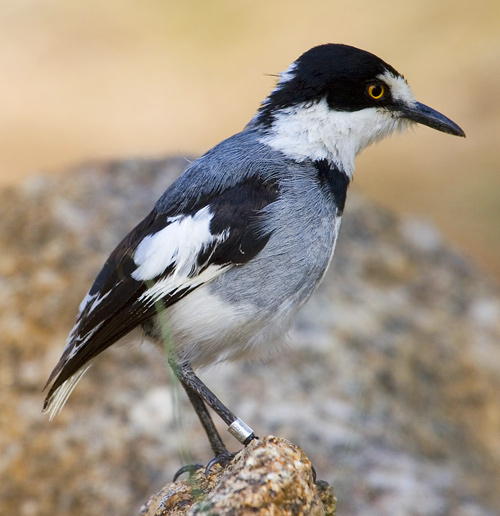 White-tailed Shrike