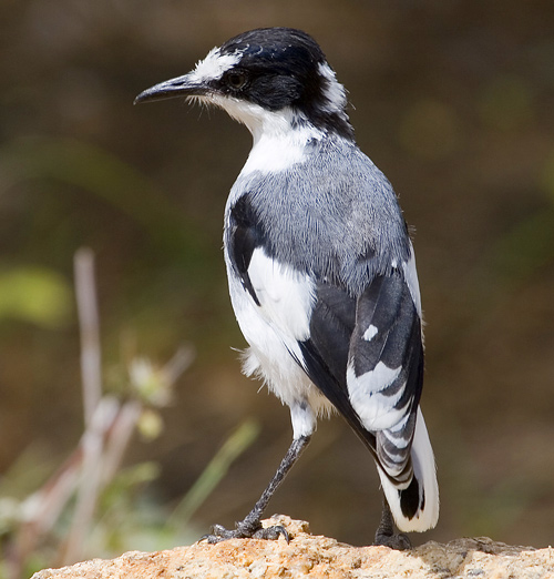 White-tailed Shrike