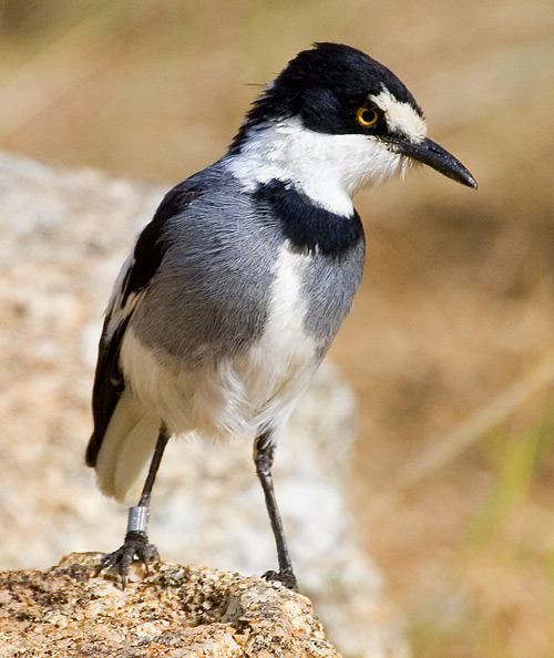 White-tailed Shrike