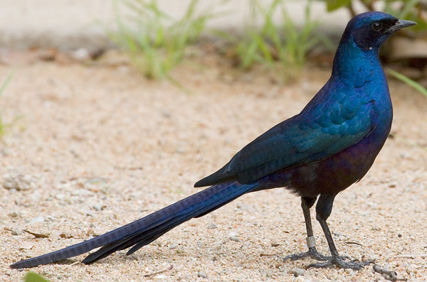 Meves's Starling