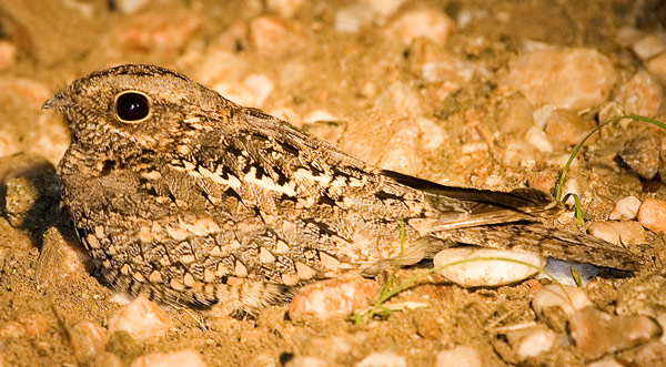 Fiery-necked Nightjar