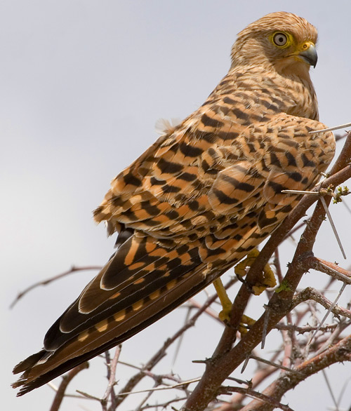 Greater Kestrel