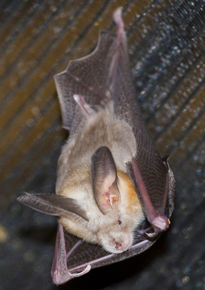 Common Slit-faced Bat