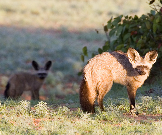 Bat-eared Fox