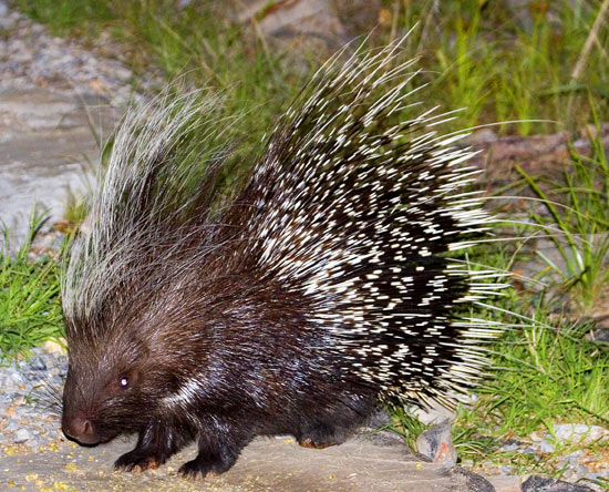 African Porcupine