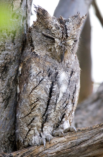 African Scops-Owl