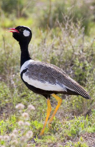 Northern Black Korhaan